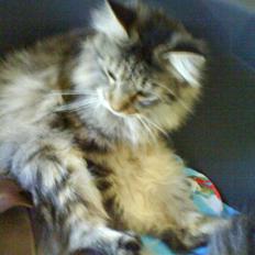 Maine Coon Balou