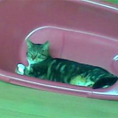 Blanding af racer Cookie