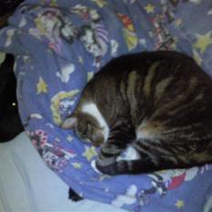 Blanding af racer Cookie