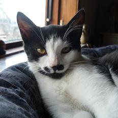 Huskat Minnie