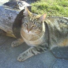 Blanding af racer Rudolf