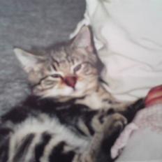 Blanding af racer Rudolf