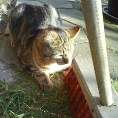 Blanding af racer Rudolf