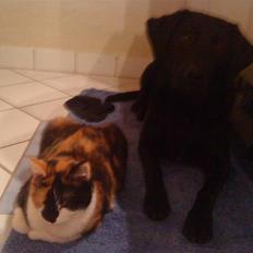 Huskat Muffin - R.I.P - Himmel kat 