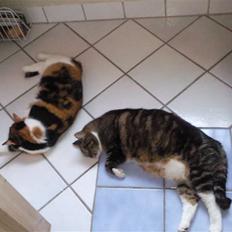 Huskat Muffin - R.I.P - Himmel kat 