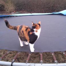 Huskat Muffin - R.I.P - Himmel kat 