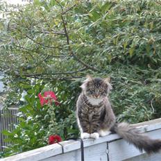 Blanding af racer Mis Mis