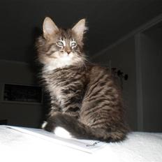 Blanding af racer Mis Mis