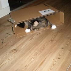 Blanding af racer Mis Mis