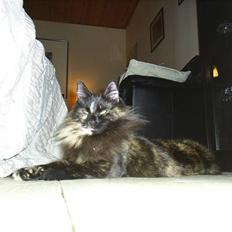 Norsk Skovkat Artemis