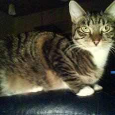 Blanding af racer Basse