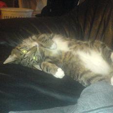 Blanding af racer Basse