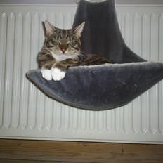 Blanding af racer Basse