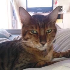 Bengal Barranco (Bailey)