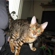 Bengal Barranco (Bailey)