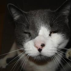 Blanding af racer "Albot"