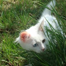 Norsk Skovkat FC Junior Ryczek Andersen