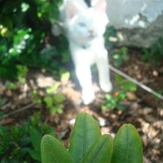 Norsk Skovkat FC Junior Ryczek Andersen