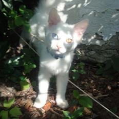 Norsk Skovkat FC Junior Ryczek Andersen