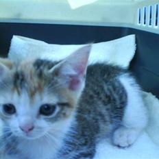 Blanding af racer Fie