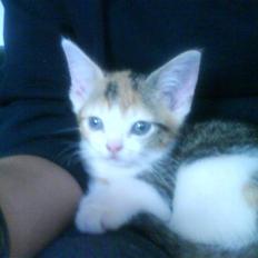 Blanding af racer Fie