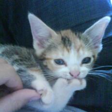 Blanding af racer Fie