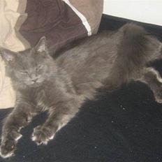 Maine Coon Blue Moon