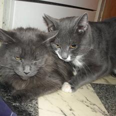 Maine Coon Blue Moon