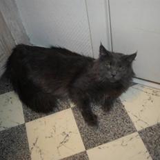 Maine Coon Blue Moon