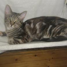 Blanding af racer Bella