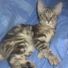 Blanding af racer Bella