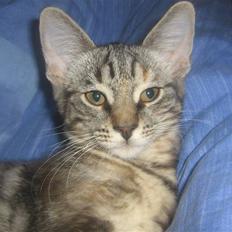 Blanding af racer Bella