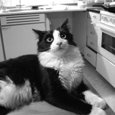 Blanding af racer Audi TT 