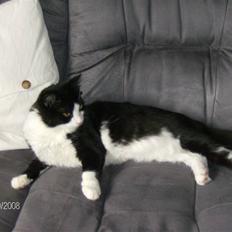 Blanding af racer Audi TT 