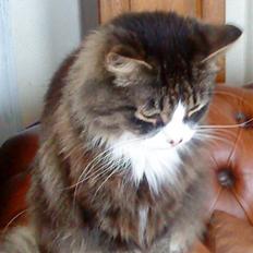 Blanding af racer Offe