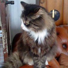 Blanding af racer Offe