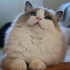 Ragdoll **  DK Wrensted Loui  **