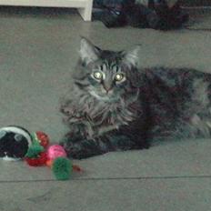 Blanding af racer Bumle