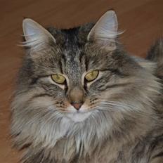 Norsk Skovkat Plicas Cabbi