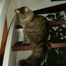 Norsk Skovkat Plicas Cabbi