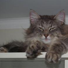 Norsk Skovkat Chrisycats Annabell