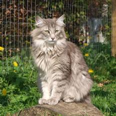 Norsk Skovkat Chrisycats Annabell