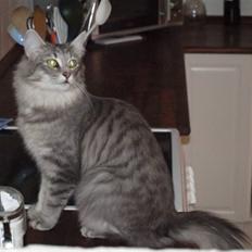 Norsk Skovkat Chrisycats Annabell