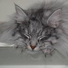 Norsk Skovkat N' Adelroses Aurelia Munc