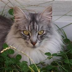 Norsk Skovkat N' Adelroses Aurelia Munc