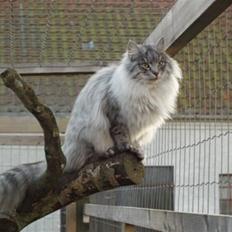 Norsk Skovkat N' Adelroses Aurelia Munc