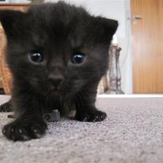 Blanding af racer Dumpe mis :D