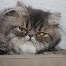 Perser Conrad og Viola