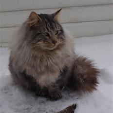 Norsk Skovkat N*Skaugumåsens Tigergutt