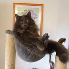 Blanding af racer Tykke 